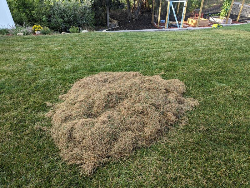 Remove Excess Thatch Where It Blocks Seed Remove Excess Thatch Where It Blocks Seed