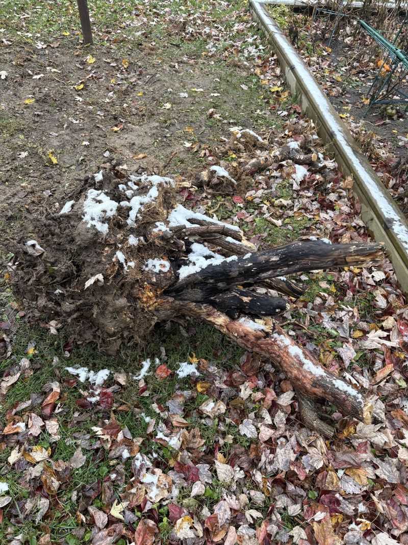 Remove Existing Plants Before They Seed Remove Existing Plants Before They Seed