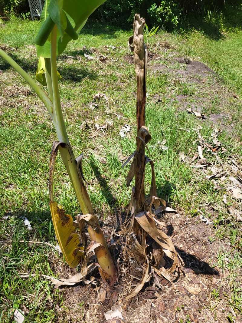 Remove Extra Suckers Through The Season Remove Extra Suckers Through The Season