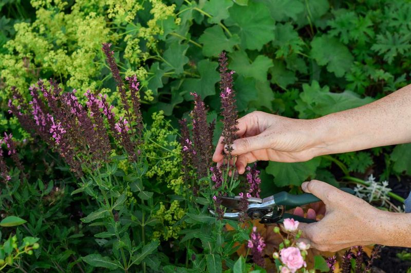 Remove Faded Flower Spikes If Needed