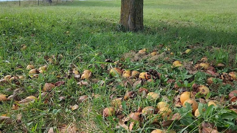Remove Fallen Fruit To Reduce Backyard Bee Activity Remove Fallen Fruit To Reduce Backyard Bee Activity