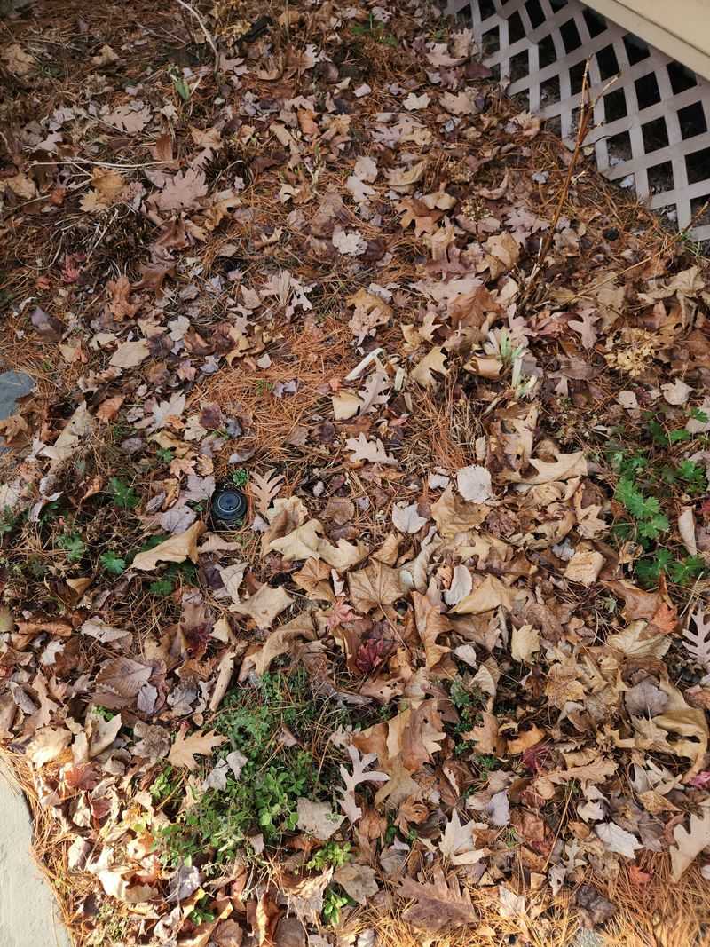 Remove Fallen Leaves Before They Pile Up