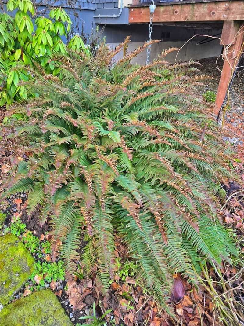 Remove Fronds That Will Not Recover Remove Fronds That Will Not Recover