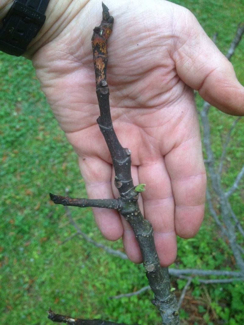 Remove Frost-Damaged Wood First