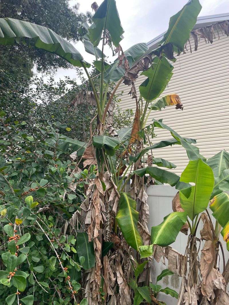Remove Fruited Stalks Before The Clump Gets Crowded Remove Fruited Stalks Before The Clump Gets Crowded