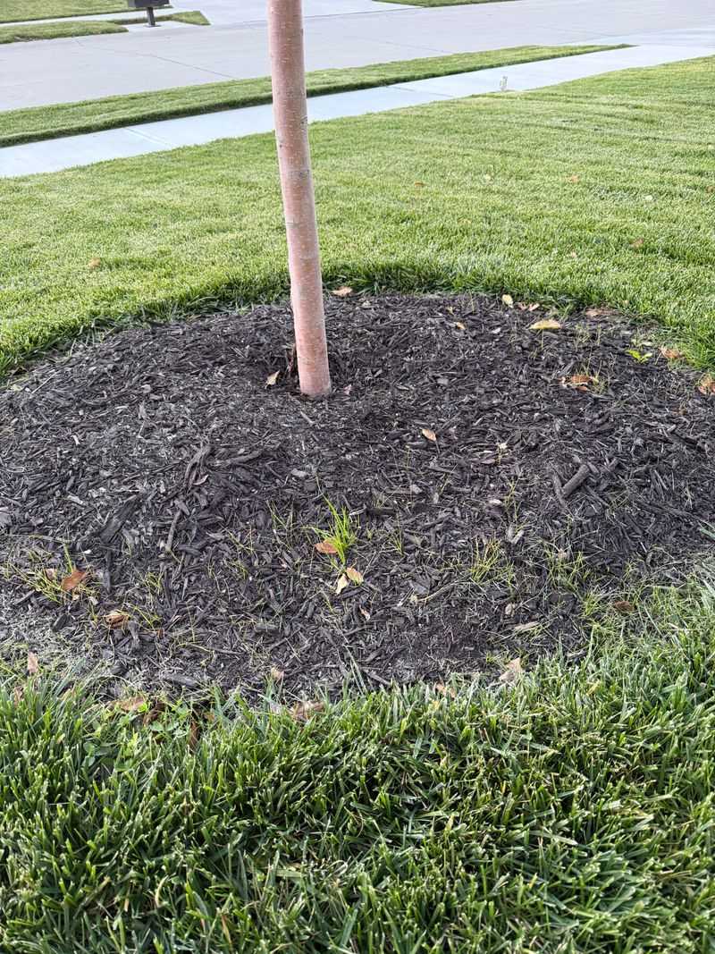 Remove Grass Before It Gets Established