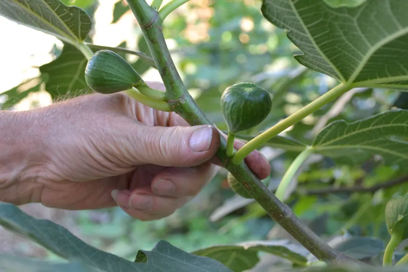 Remove Green Figs To Save Energy