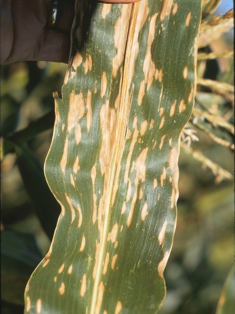 Remove Heavily Infected Plant Material After Harvest