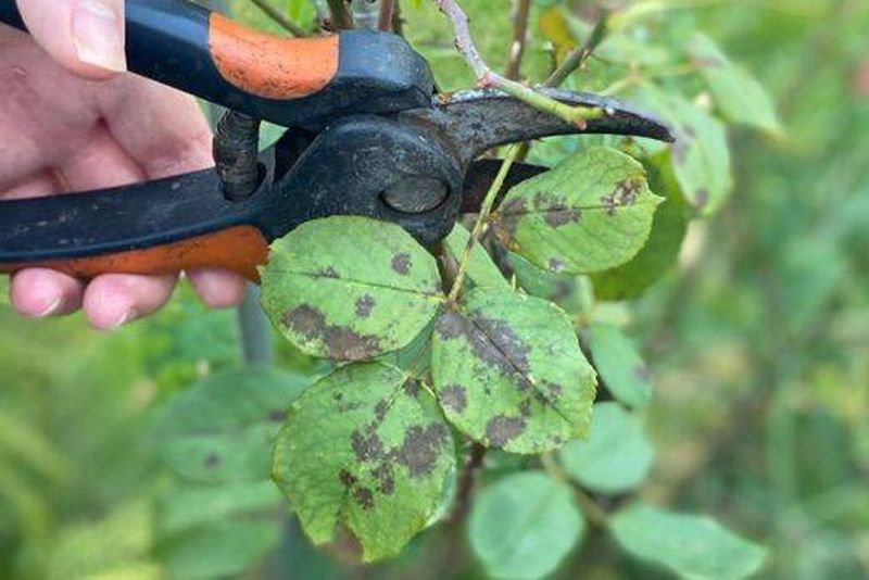 Remove Infected Leaves Before The Problem Spreads Further Remove Infected Leaves Before The Problem Spreads Further