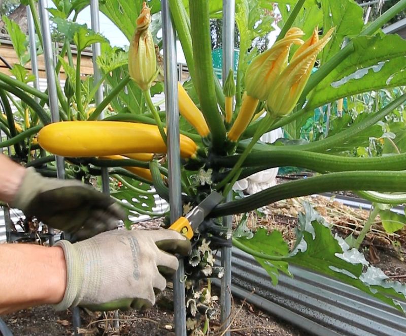 Remove Infected Plant Parts From Garden Beds