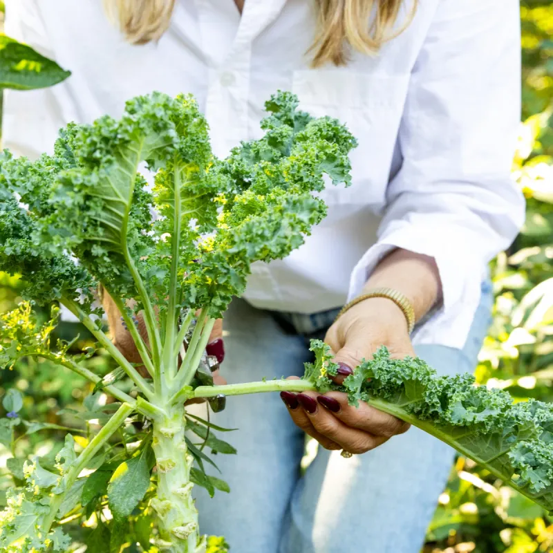 Remove Kale Stalks After The Final Harvest