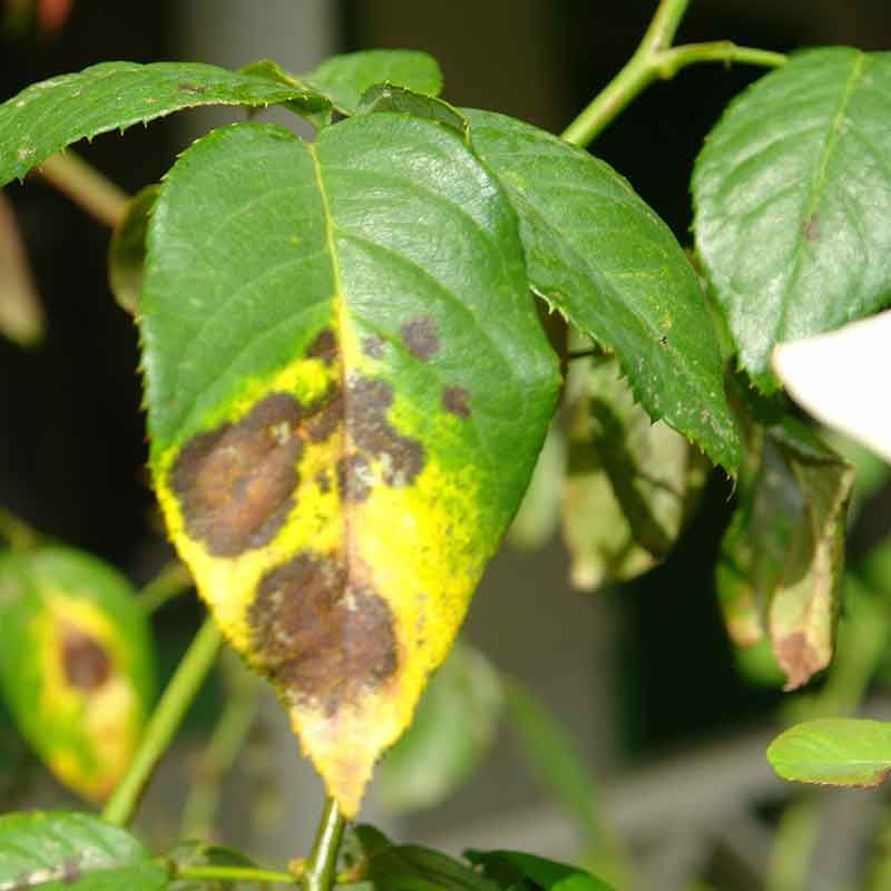 Remove Leaves Carrying Certain Plant Diseases From The Landscape