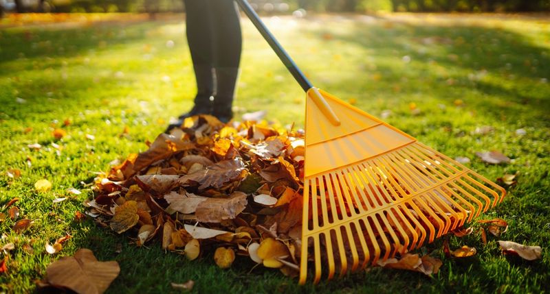 Remove Leaves From Problem Areas Remove Leaves From Problem Areas