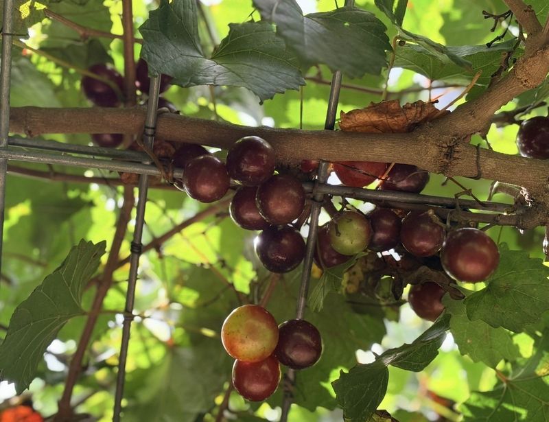 Remove Leftover Fruit After Harvest