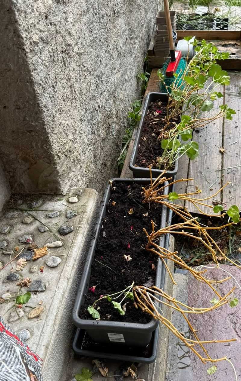 Remove Lifeless Growth To Make The Plant Easier To Manage Indoors