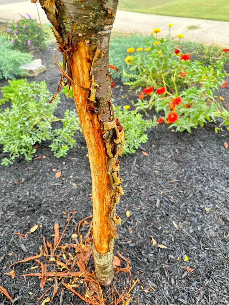 Remove Loose Ties That Can Damage Bark Remove Loose Ties That Can Damage Bark