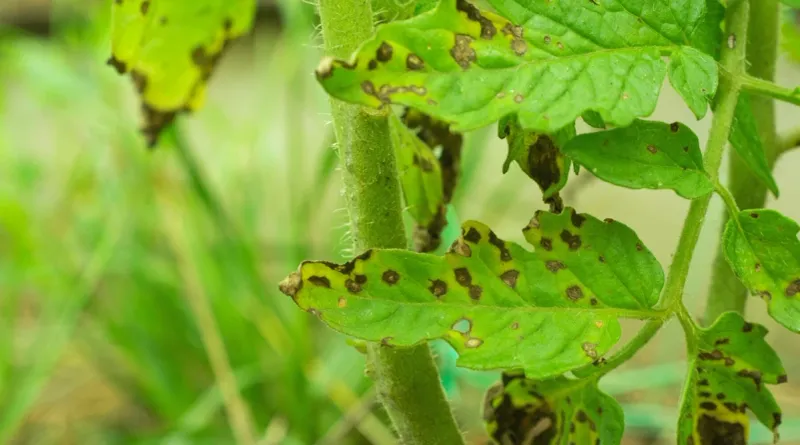 Remove Lower Leaves Near The Soil Remove Lower Leaves Near The Soil