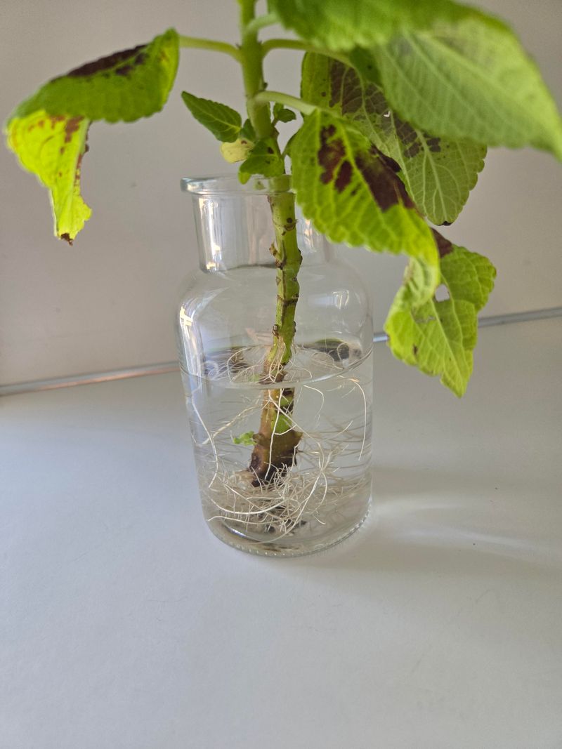 Remove Lower Leaves Remove Lower Leaves