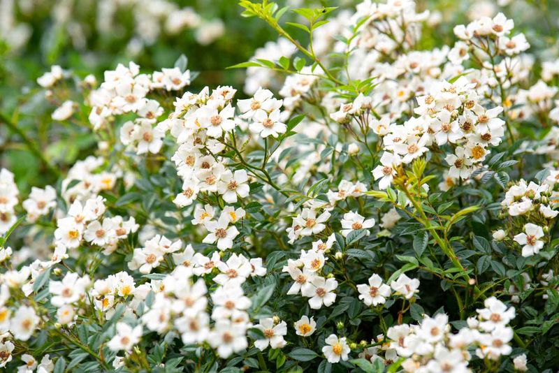 Remove Nearby Wild Multiflora Rose