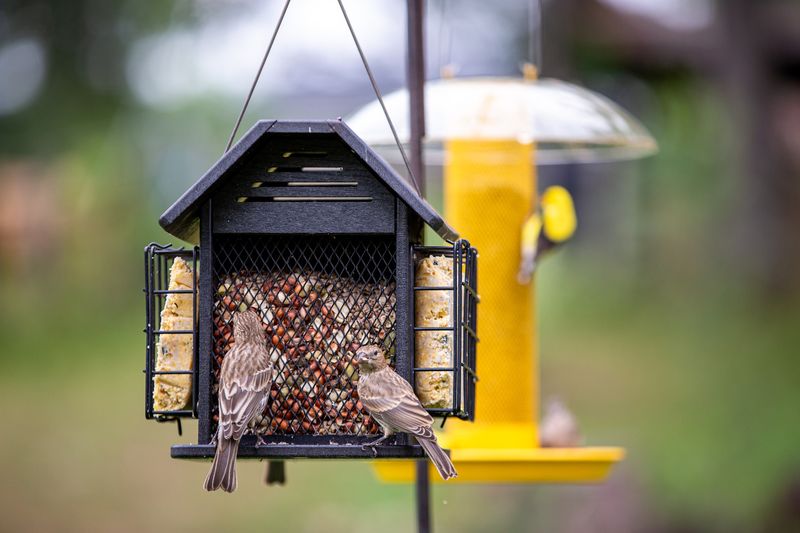 Remove New Webs When They Appear Near The Feeder