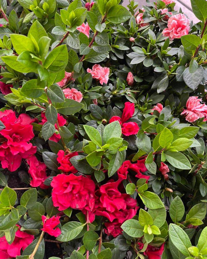 Remove Only Damaged Growth