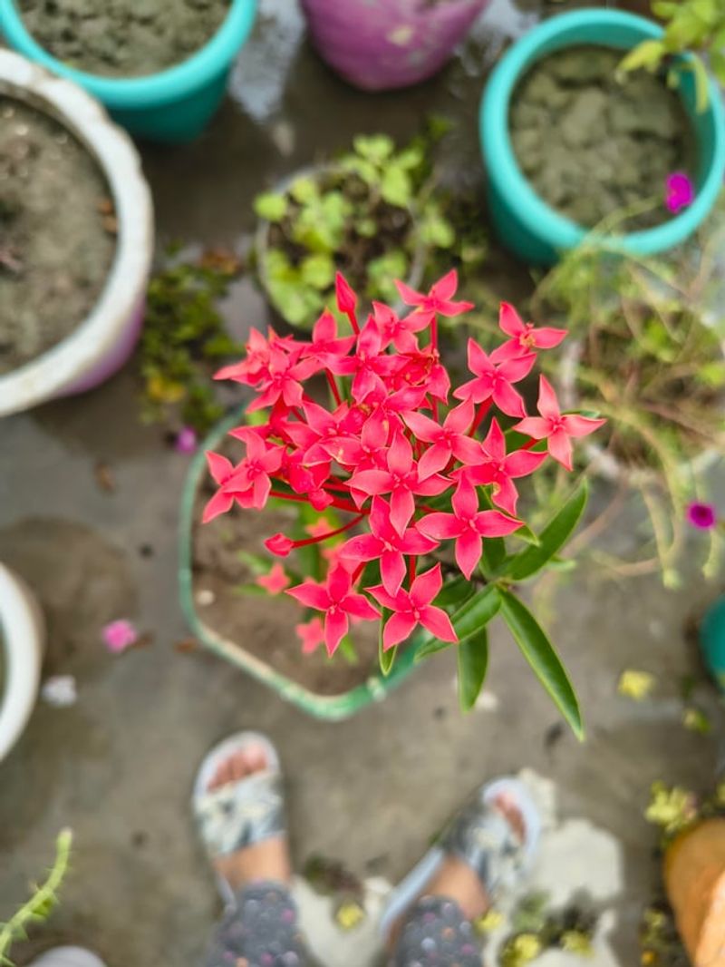 Remove Only Damaged Or Crossing Stems