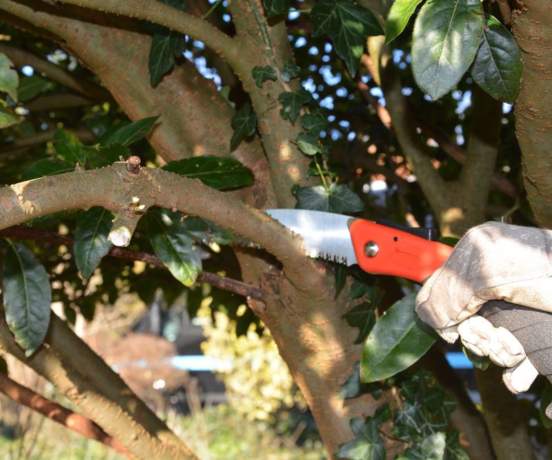 Remove Only Dry Or Damaged Branches