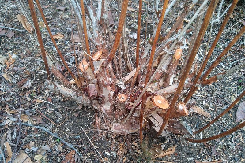 Remove Only Dry Or Damaged Branches Remove Only Dry Or Damaged Branches