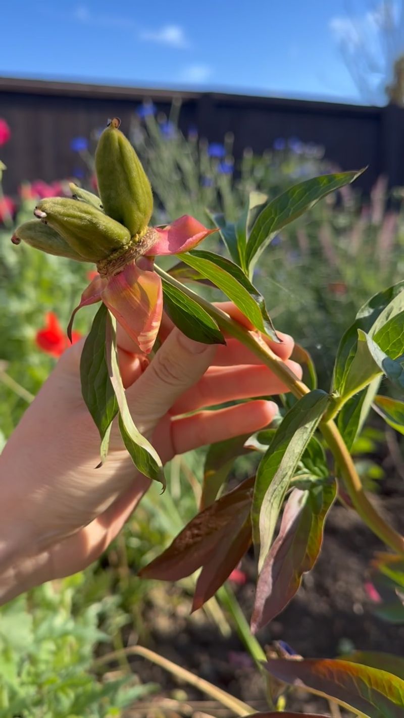 Remove Peony Foliage At The Right Time Remove Peony Foliage At The Right Time