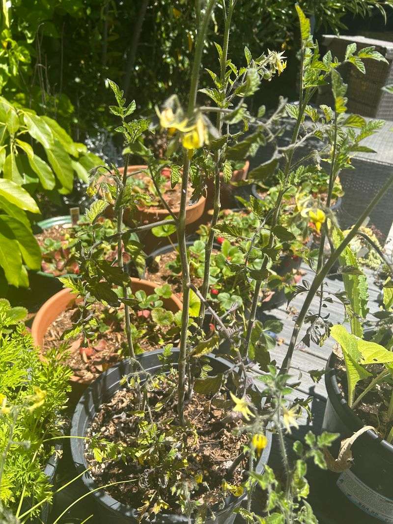 Remove Plants Once Production Clearly Stops