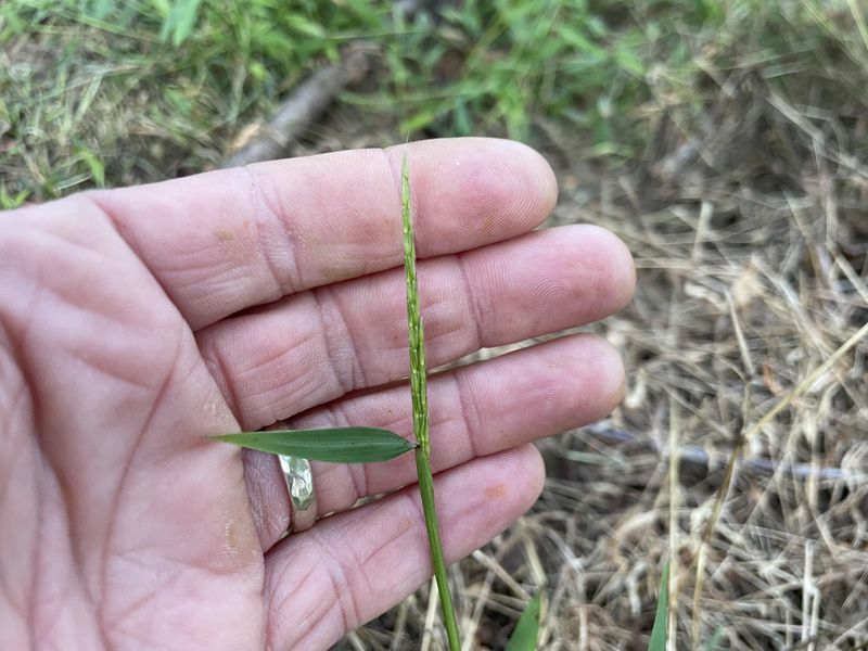 Remove Seed Heads Before They Expand The Problem