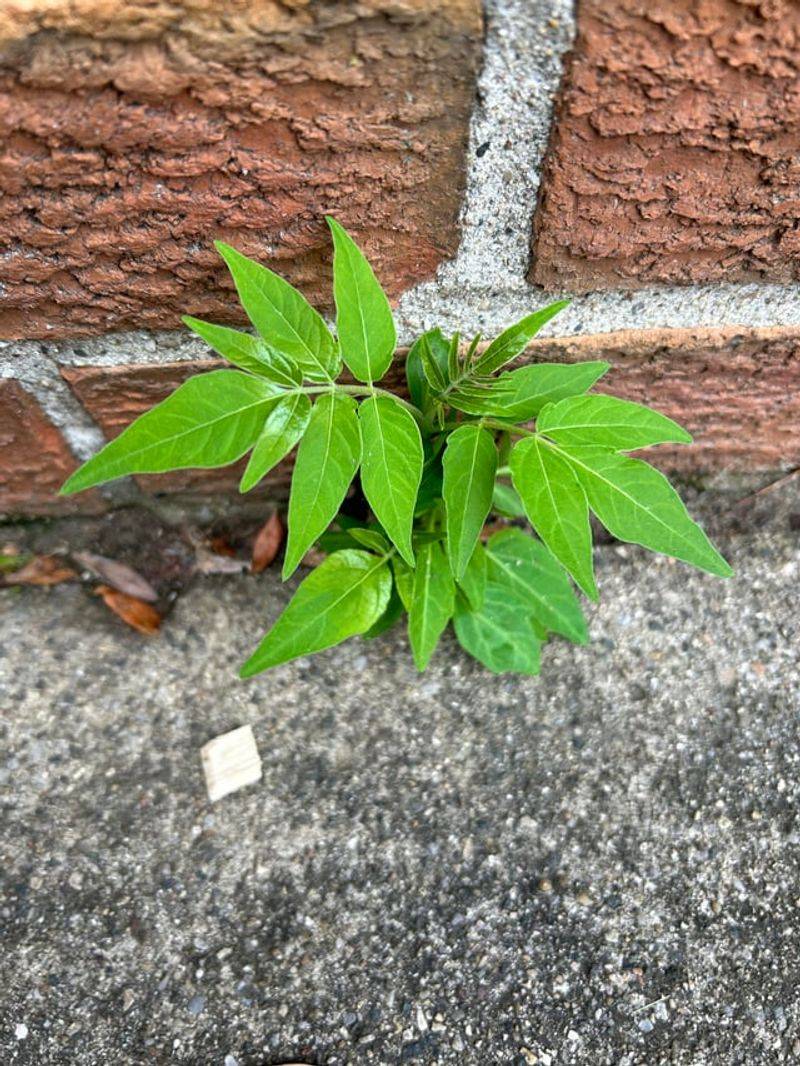 Remove Seedlings Before Roots Spread Further