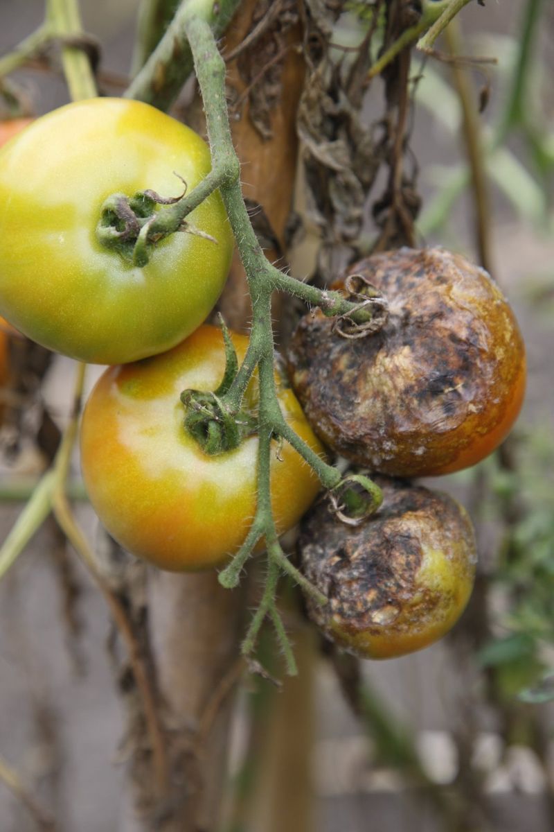 Remove Severely Diseased Plants With Care Remove Severely Diseased Plants With Care