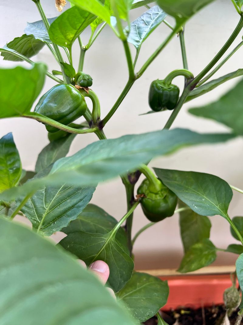 Remove Small Peppers That Will Not Have Time To Mature