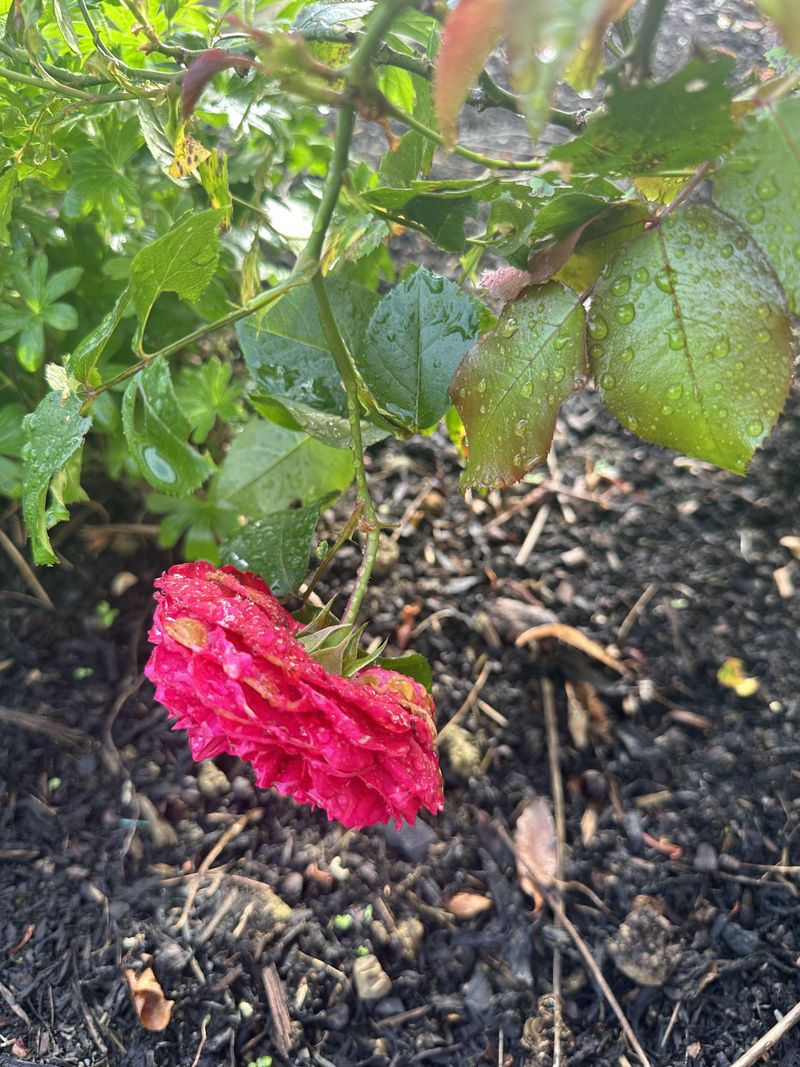 Remove Spent Blooms To Encourage New Flowers Remove Spent Blooms To Encourage New Flowers