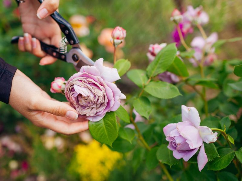 Remove Spent Blooms Without Encouraging Fresh Growth Remove Spent Blooms Without Encouraging Fresh Growth