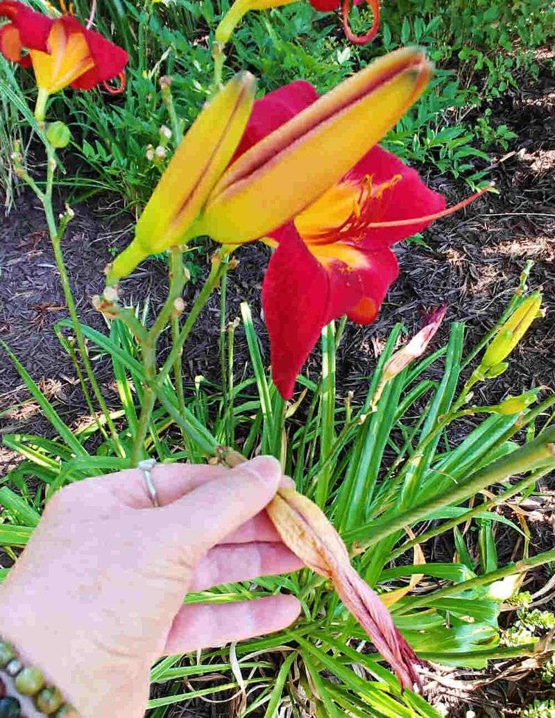Remove Spent Flower Scapes to Boost Future Arizona Blooms