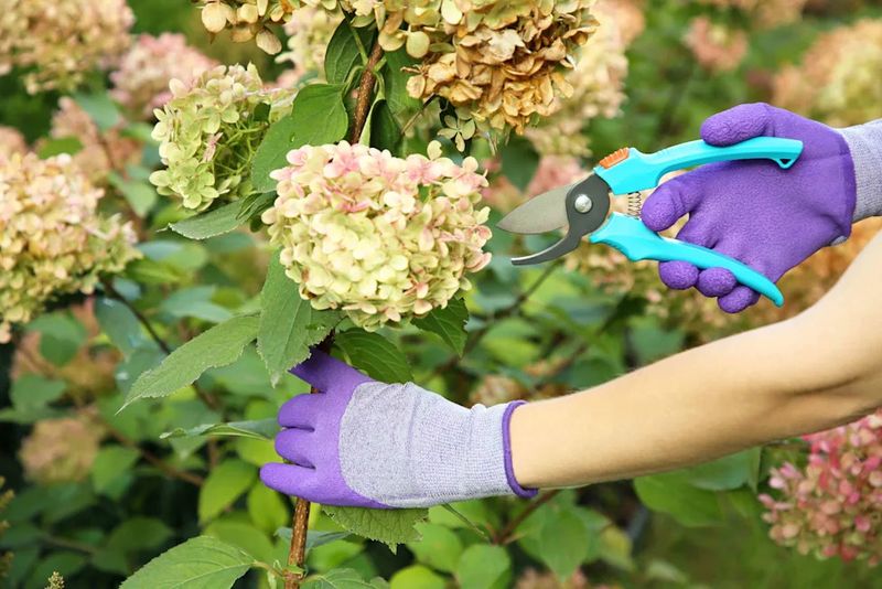 Remove Spent Flowers Without Cutting Healthy Stems Remove Spent Flowers Without Cutting Healthy Stems