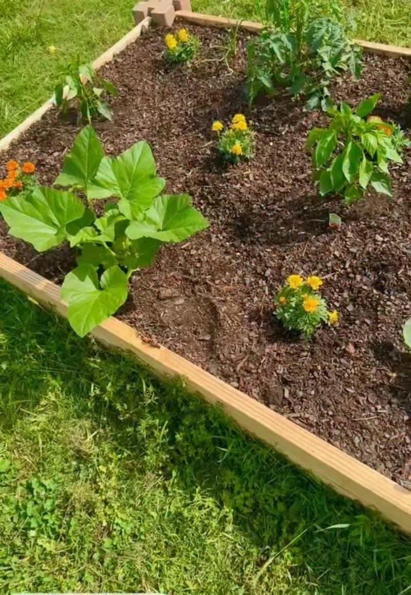 Remove Spent Squash Vines Promptly