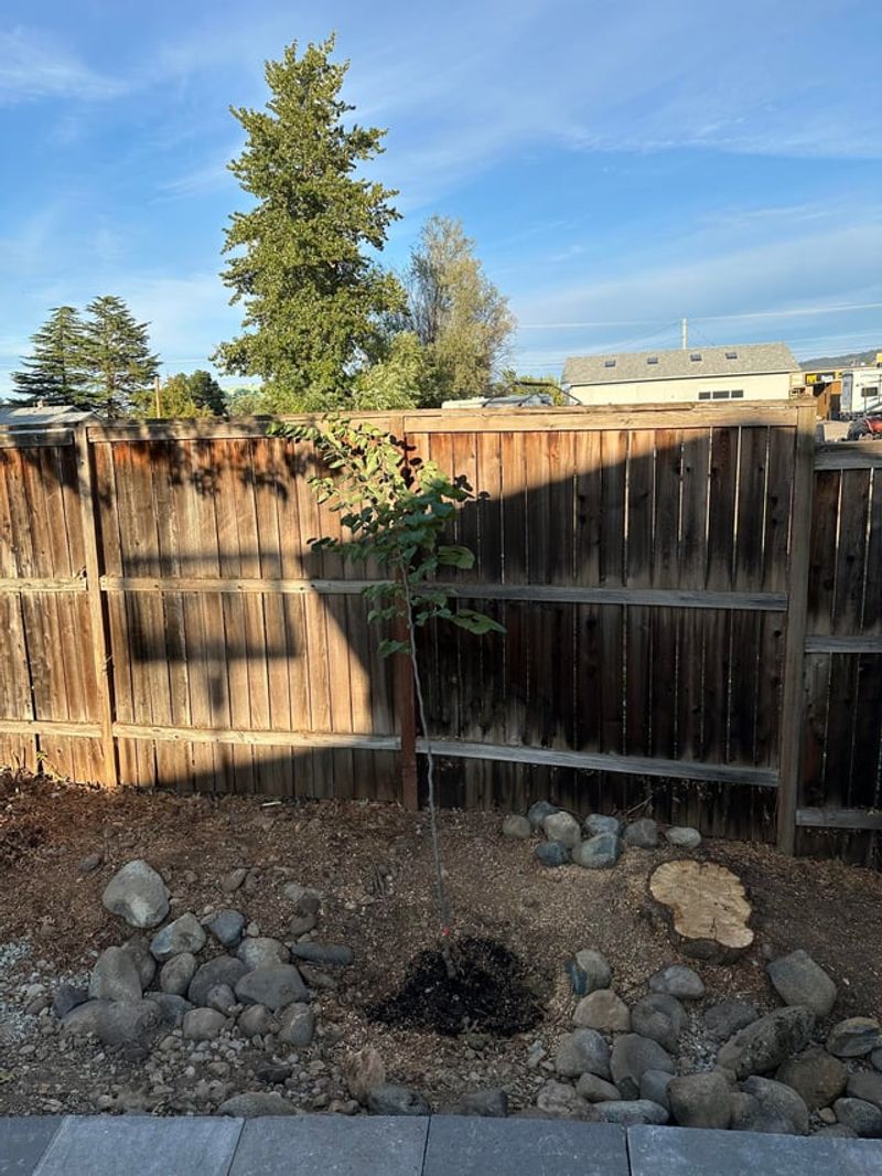 Remove Stakes Within A Year Or Two Remove Stakes Within A Year Or Two