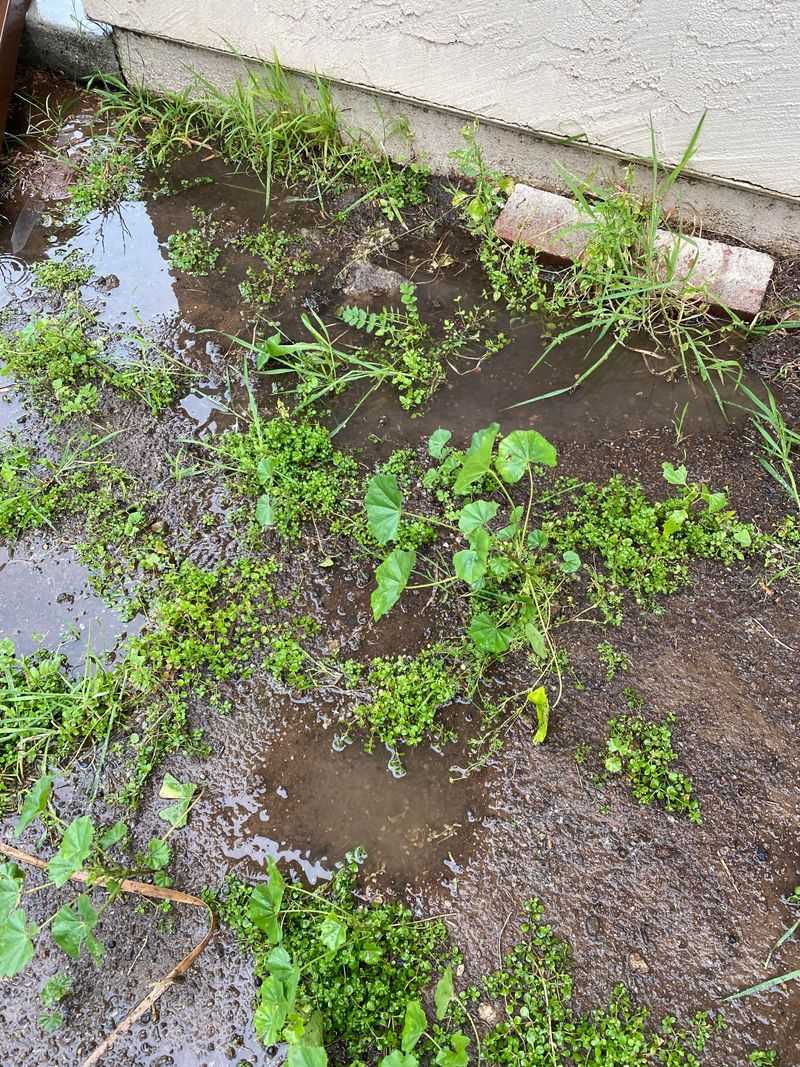 Remove Standing Water Around The Property