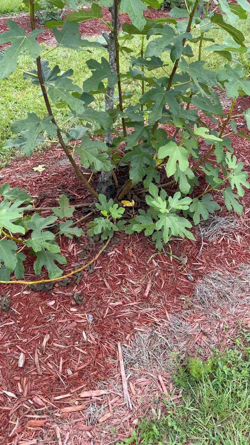 Remove Suckers And Unwanted Shoots Remove Suckers And Unwanted Shoots
