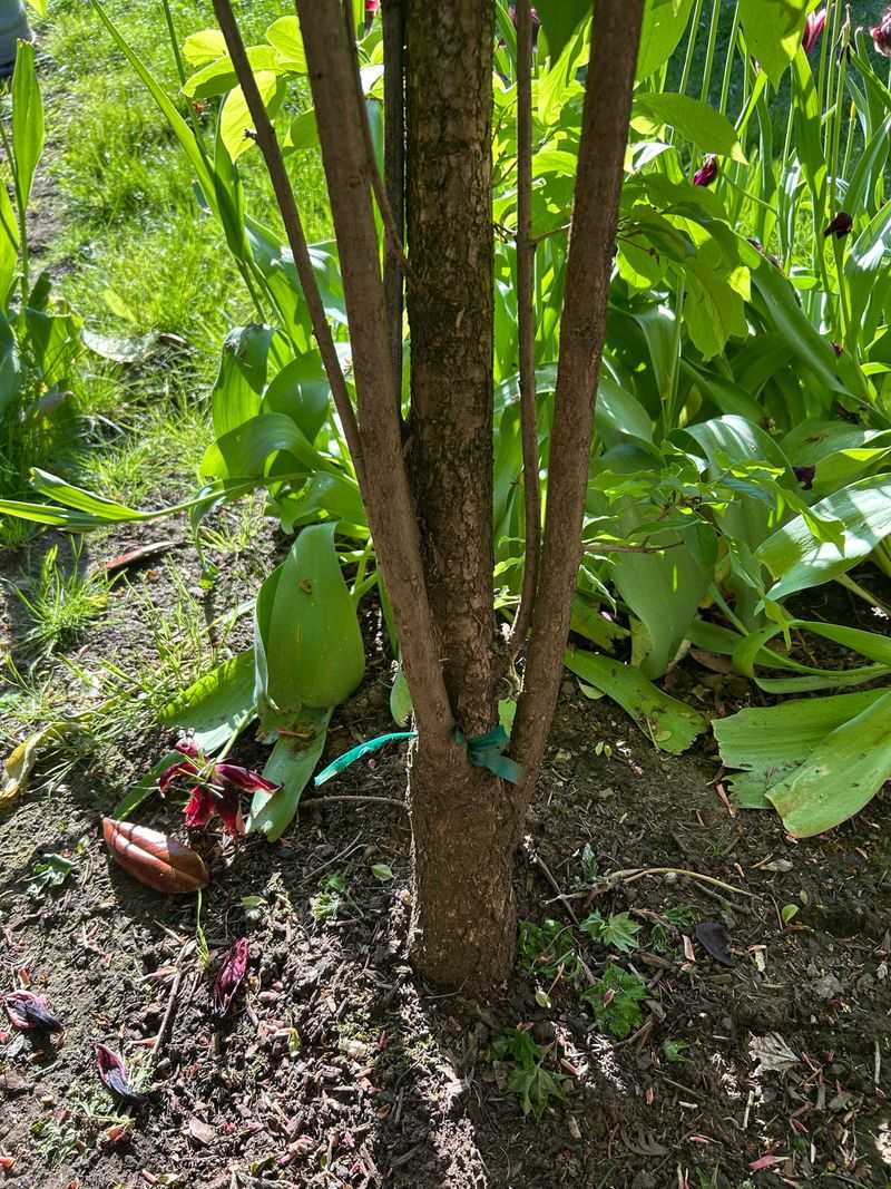 Remove Suckers Growing Around The Base Of Your Lilac Remove Suckers Growing Around The Base Of Your Lilac