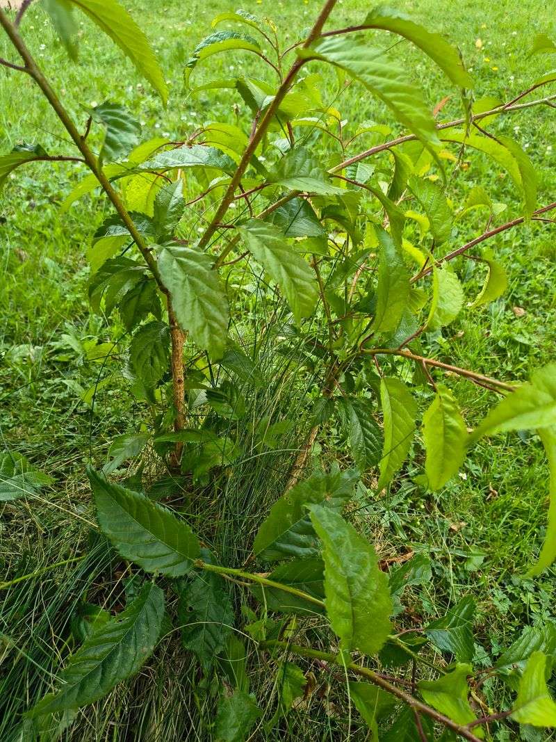 Remove Suckers That Compete With The Main Lilac Plant
