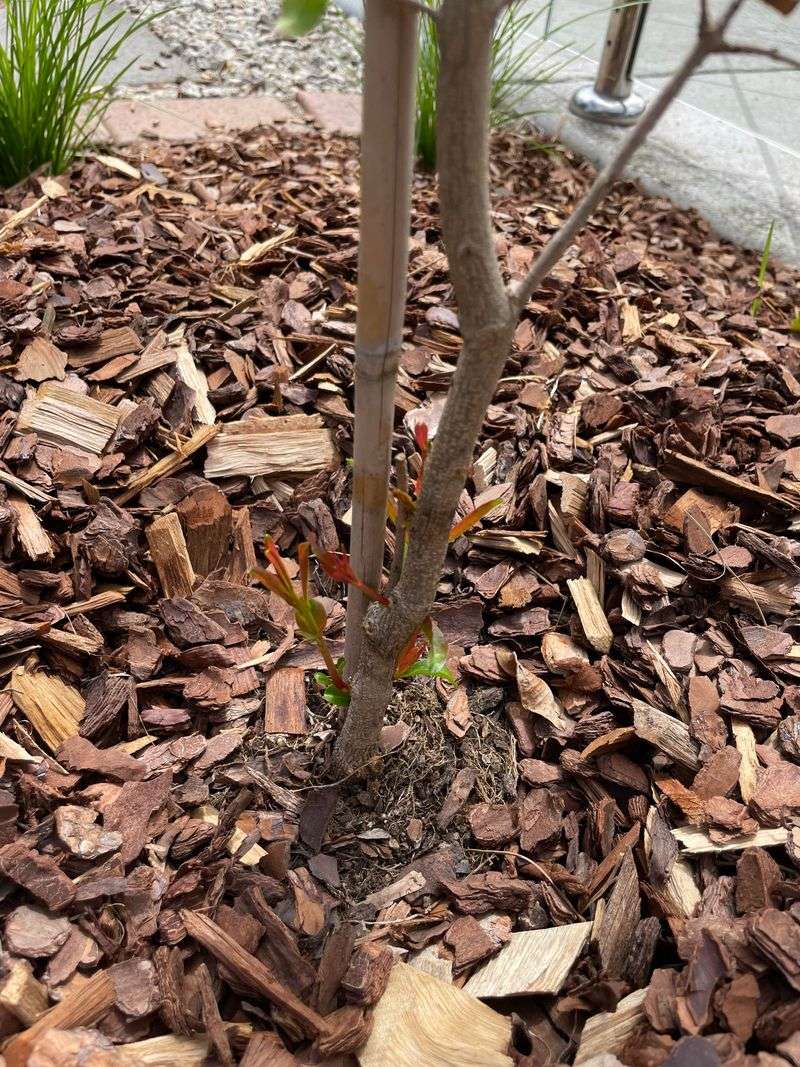 Remove Suckers Throughout The Growing Season Remove Suckers Throughout The Growing Season