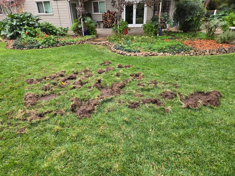 Remove The Attraction Before Repairing The Torn-Up Turf