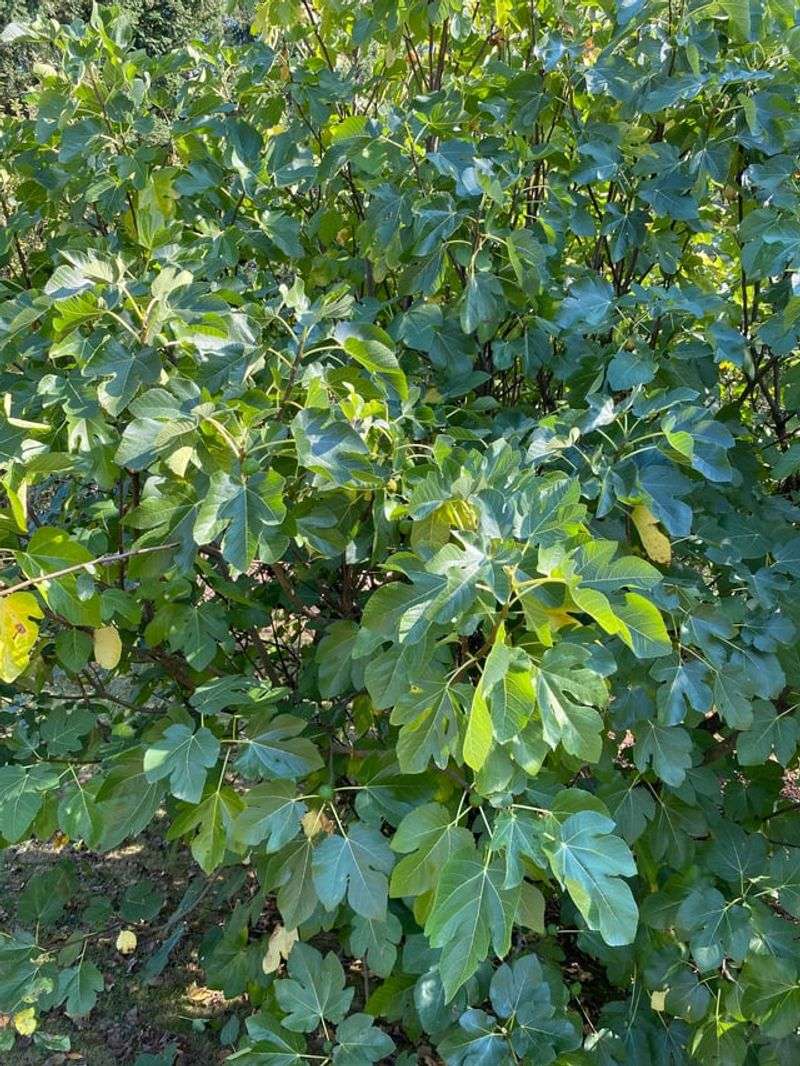 Remove The Winter Protection In Spring Remove The Winter Protection In Spring