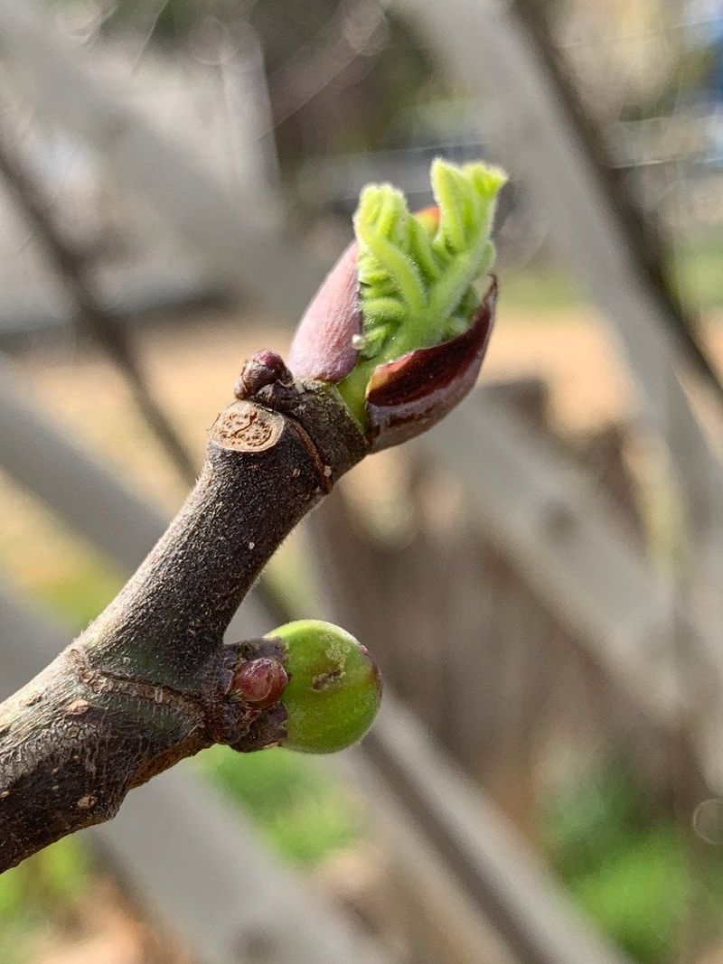 Remove The Wrap Gradually In Spring Remove The Wrap Gradually In Spring