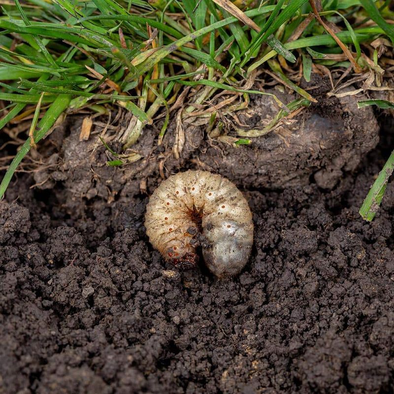 Remove Their Favorite Snacks From Your Yard Remove Their Favorite Snacks From Your Yard