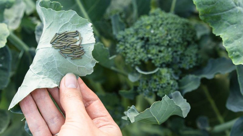 Remove Visible Caterpillars By Hand